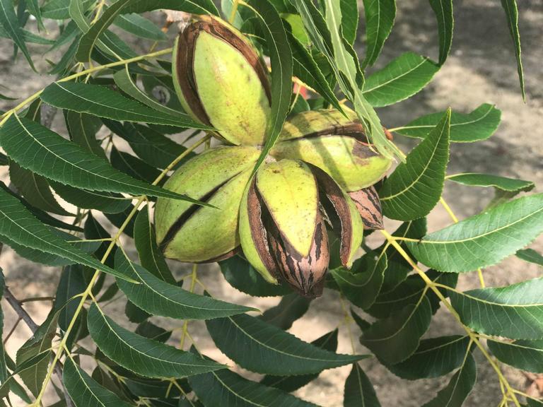 Ellis Bros.  Pecans Inc.