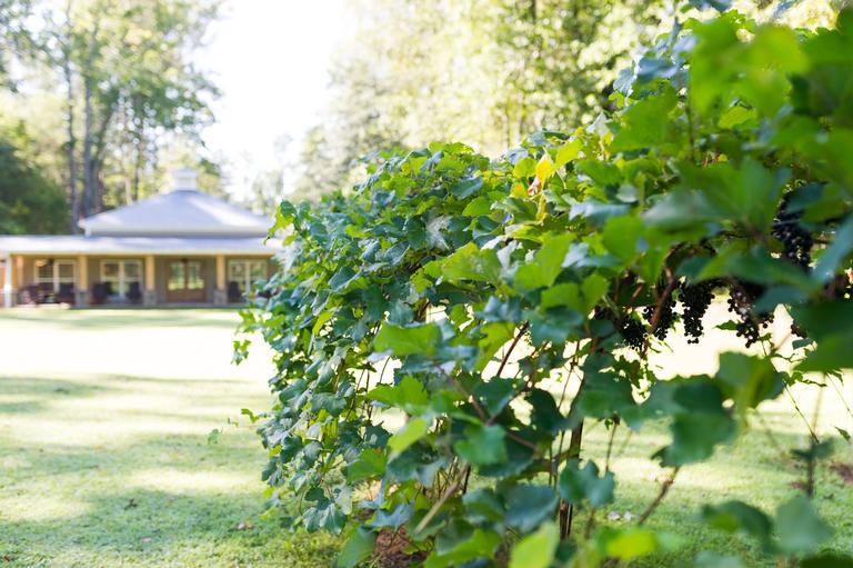 Trillium Vineyard LLC