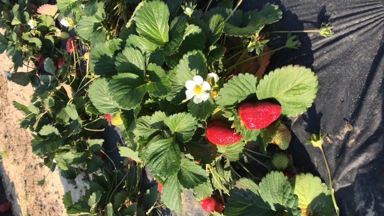 Copeland Strawberry Farm -Warwick Location
