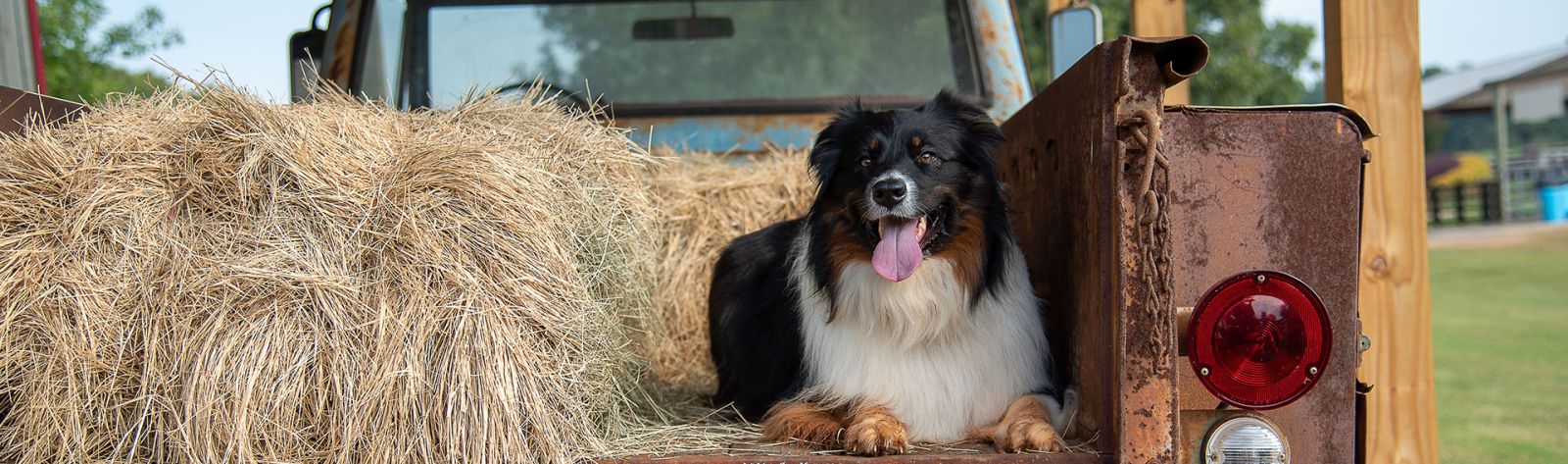 Lucky on a Truck