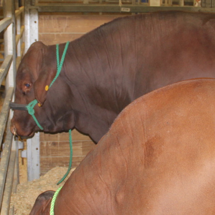 Transportation, traceability draw cattlemen's attention