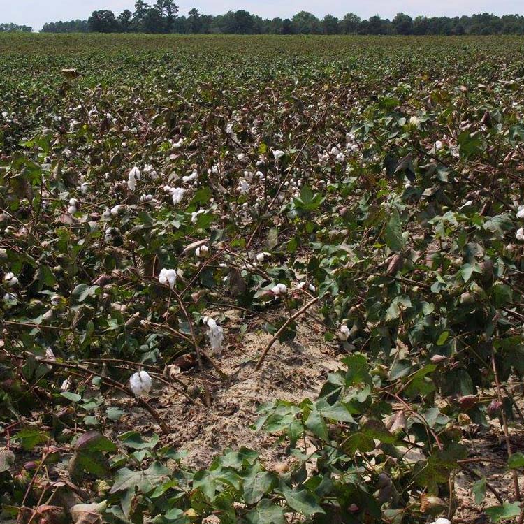 Georgia cotton growers will feel Irma effects throughout harvest 