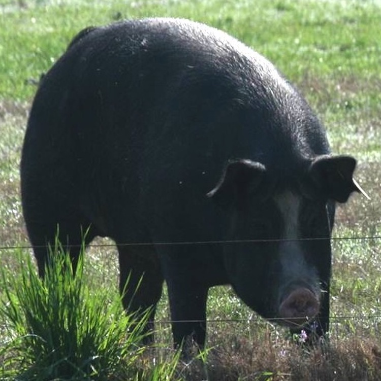 Georgia Pork Producers Association meeting and NPP election