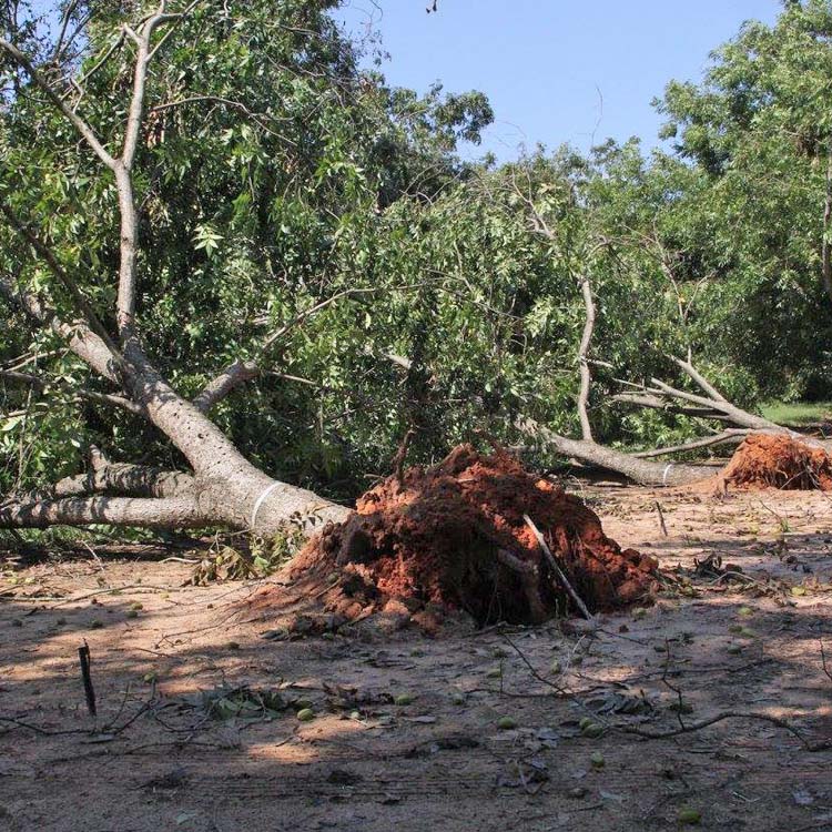 Georgia pecan growers suffer 'generational loss' from Irma 