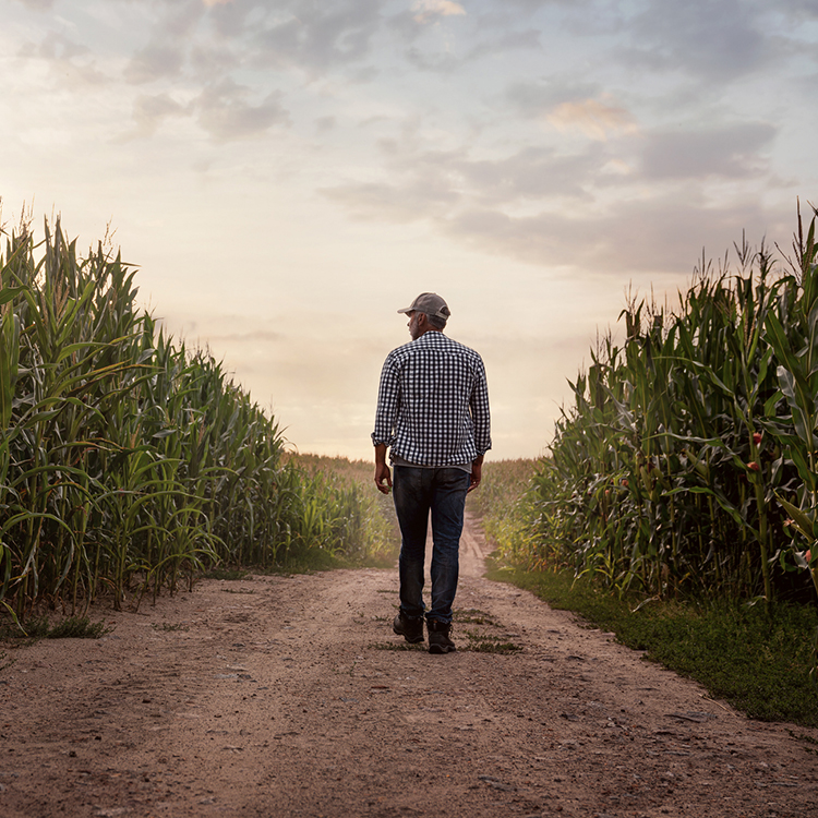 Farmer walking on dirt between sections of growing corn.