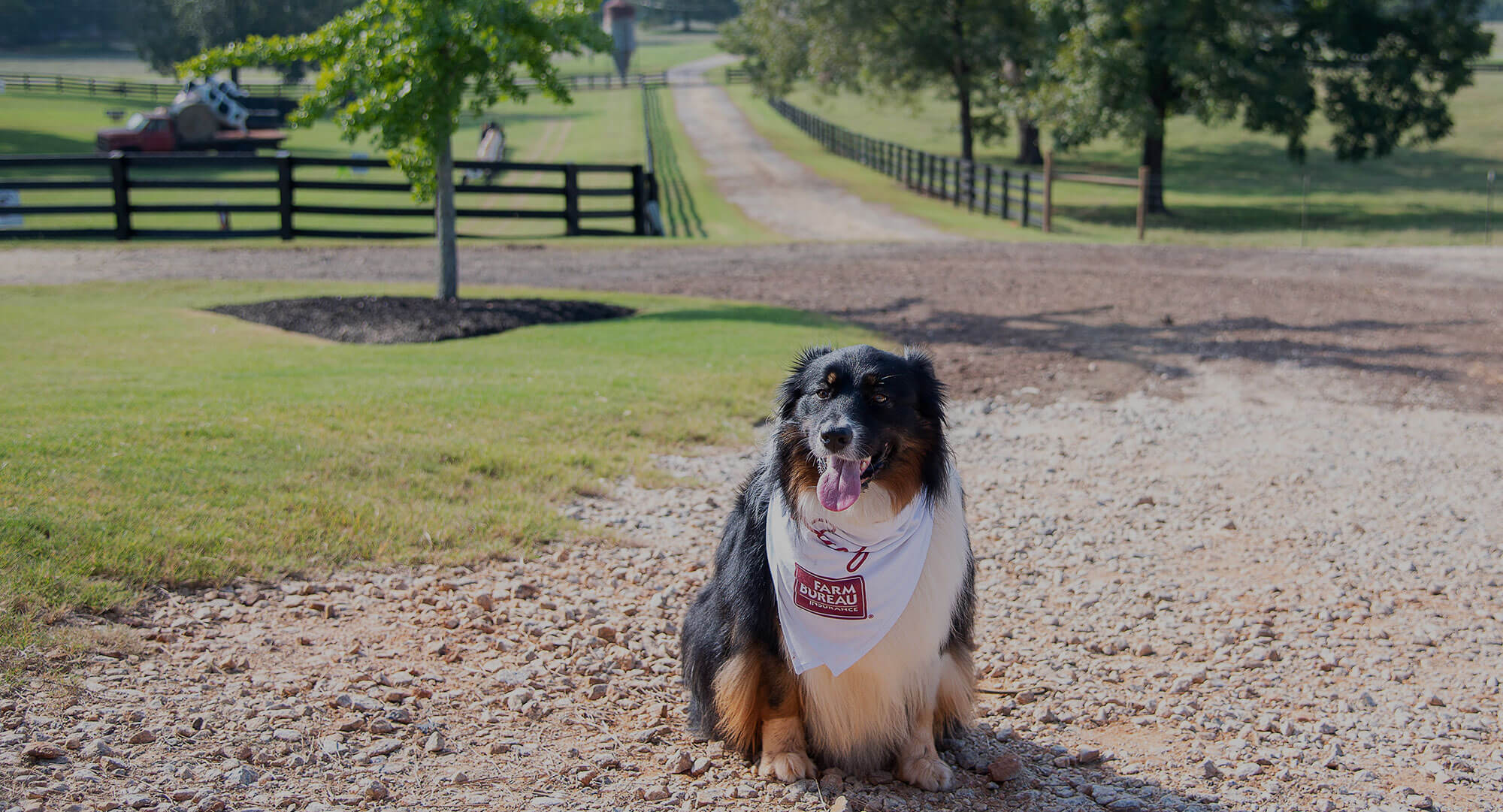 Happy dog in driveway with GFB bandanna