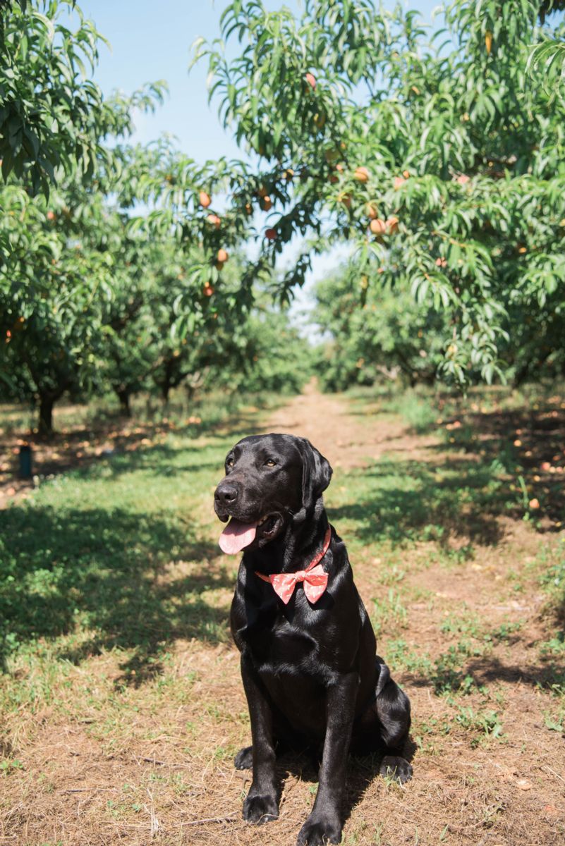 Black Lab Poses in Southern Proper Neckwear