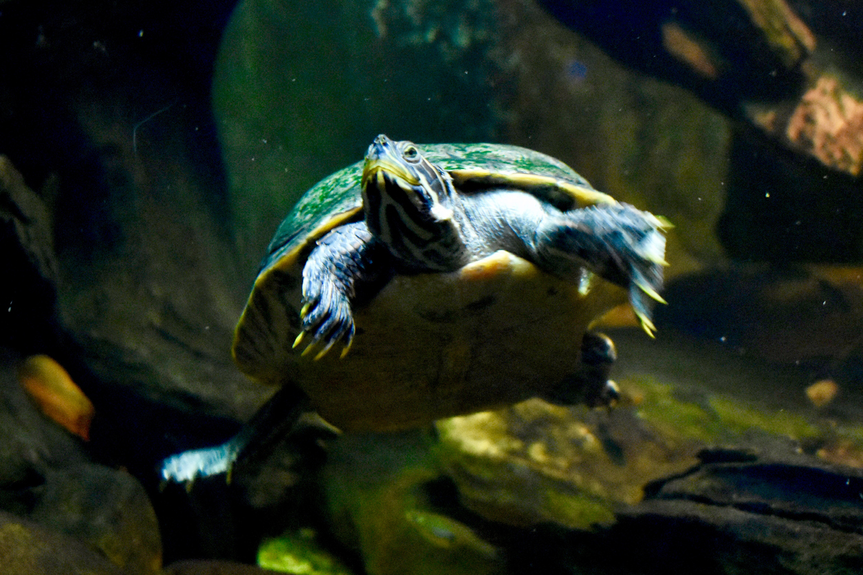 5 steps to save with a Georgia farm bureau membership