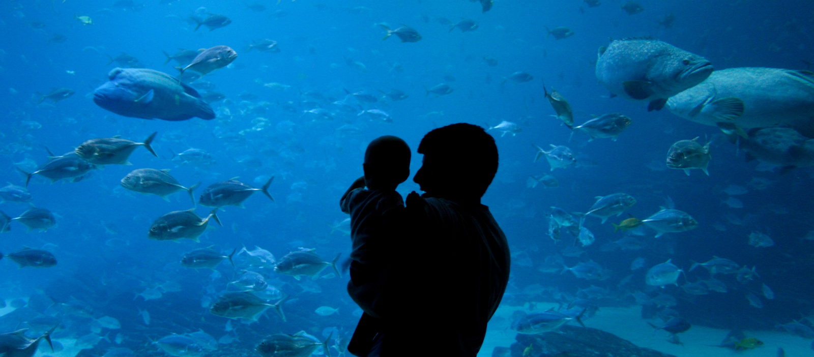 GFB Membership Discount to Georgia Aquarium