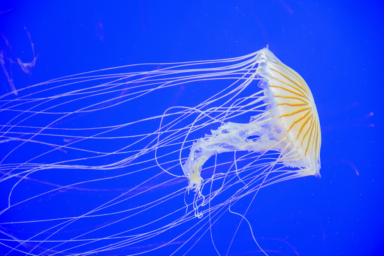 5 steps to save with a Georgia farm bureau membership